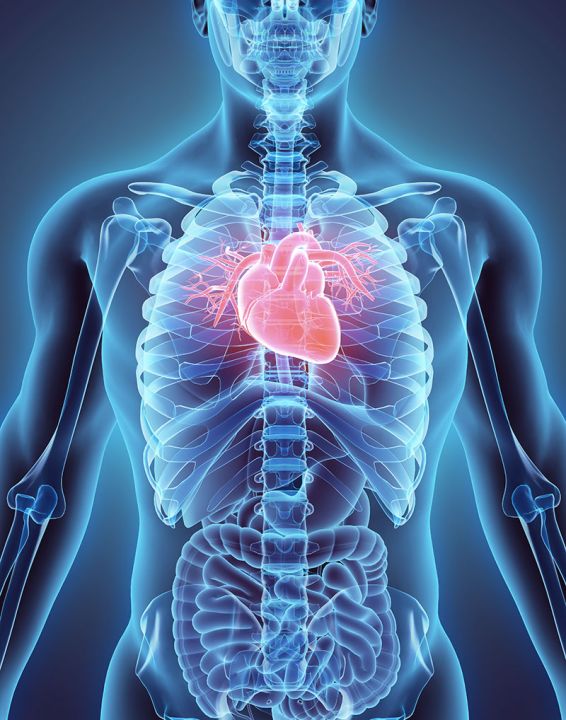 Maladies cardiovasculaires